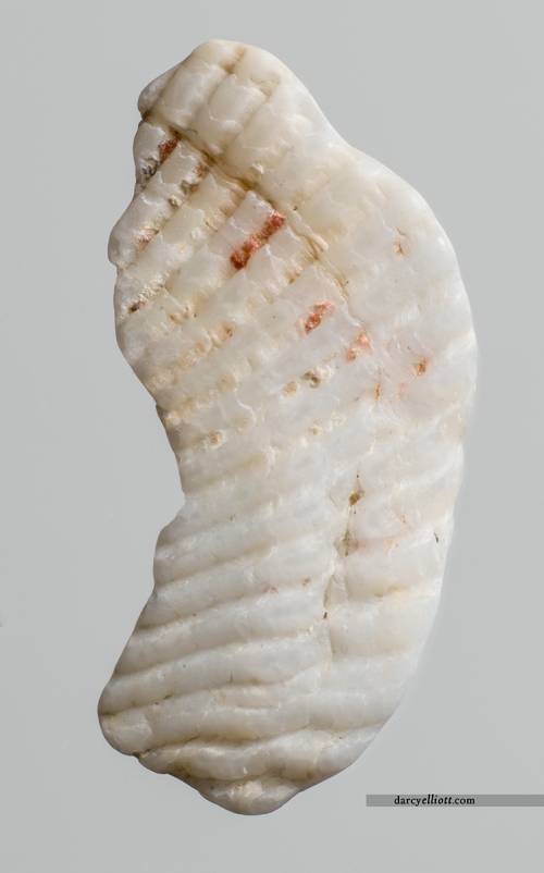 sea shell peice_darcyelliott